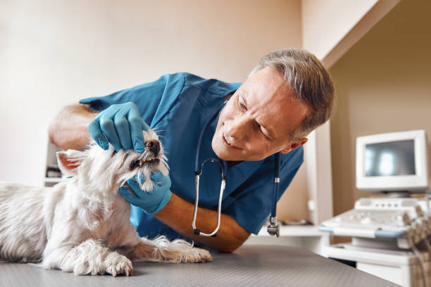 Best Tooth Infection Emergency Dentist  in Friday Harbor, WA